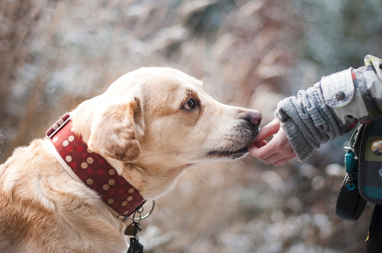 A dog being gently given a pill by its owner, showcasing a successful administration technique.